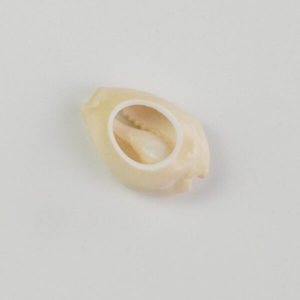 Djembe quality cowrie shells decoration