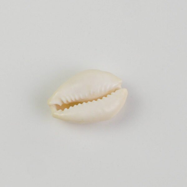 Djembe quality cowrie shells decoration