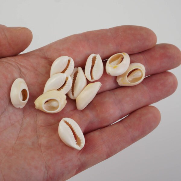 Djembe quality cowrie shells decoration
